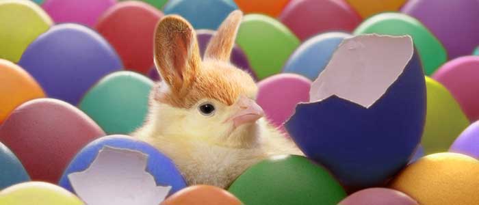 Fun Easter Pictures 27