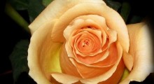 single-rose