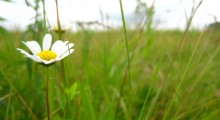 chamomile-1