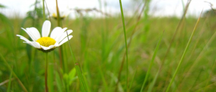 chamomile-1