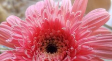 ovarian-cancer