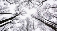 snow-tree