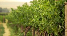vineyard