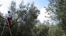olive-picker