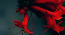 edible-flowers-2