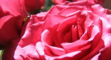 feliz-dia-de-las-madres