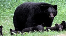mother-bear