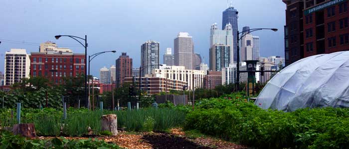 cityfarm-chicago-4