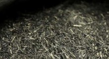 Stone-s-Japanese-Green-TeaIPA-2