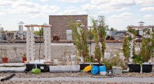 plant-chicago-3