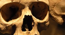 skull